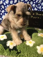 Rocky AKC Green, a male Miniature Schnauzer for sale in Newalla, OK – Photo 2 of 4