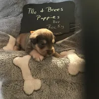 Rocky AKC Green, a male Miniature Schnauzer for sale in Newalla, OK – Photo 4 of 4