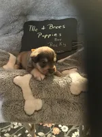 Rocky AKC Green, a male Miniature Schnauzer for sale in Newalla, OK – Photo 2 of 2