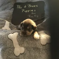 Rocky AKC Green, a male Miniature Schnauzer for sale in Newalla, OK – Photo 3 of 4