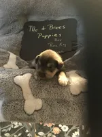 Rocky AKC Green, a male Miniature Schnauzer for sale in Newalla, OK – Photo 1 of 2