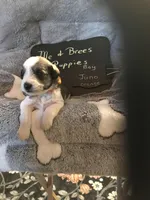 Juno AKC ORANGE, a male Miniature Schnauzer for sale in Newalla, OK – Photo 1 of 2