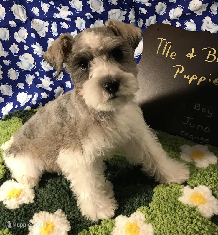 Juno AKC ORANGE – Miniature Schnauzer puppy for sale in Newalla, OK