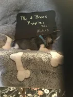 NUBAS AKC BLUE, a male Miniature Schnauzer for sale in Newalla, OK – Photo 2 of 2