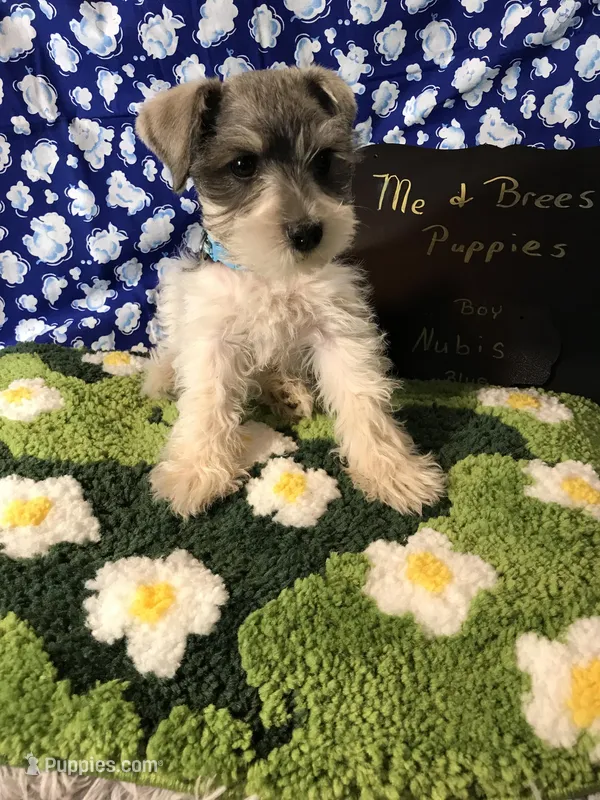 NUBAS AKC BLUE – Miniature Schnauzer puppy on hold in Newalla, OK