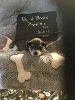 NUBAS AKC BLUE, a male Miniature Schnauzer for sale in Newalla, OK – Photo 1 of 2