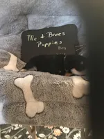 Vic AKC yellow, a male Miniature Schnauzer for sale in Newalla, OK – Photo 1 of 2