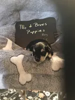 Vic AKC yellow, a male Miniature Schnauzer for sale in Newalla, OK – Photo 2 of 2