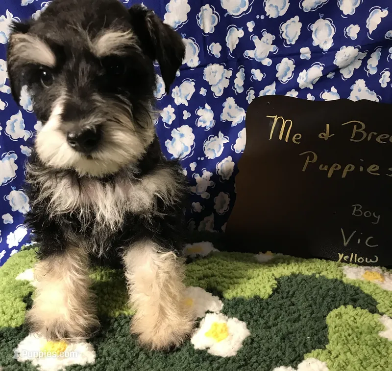 Vic AKC yellow – Miniature Schnauzer puppy for sale in Newalla, OK