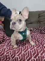 Chubs, a male French Bulldog for sale in Chicago, IL – Photo 3 of 10