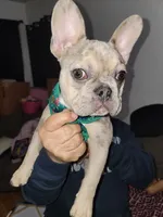 Chubs, a male French Bulldog for sale in Chicago, IL – Photo 2 of 10
