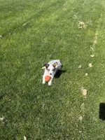 Bear, a male Miniature Australian Shepherd for sale in Yorkville, IL – 5 of 5