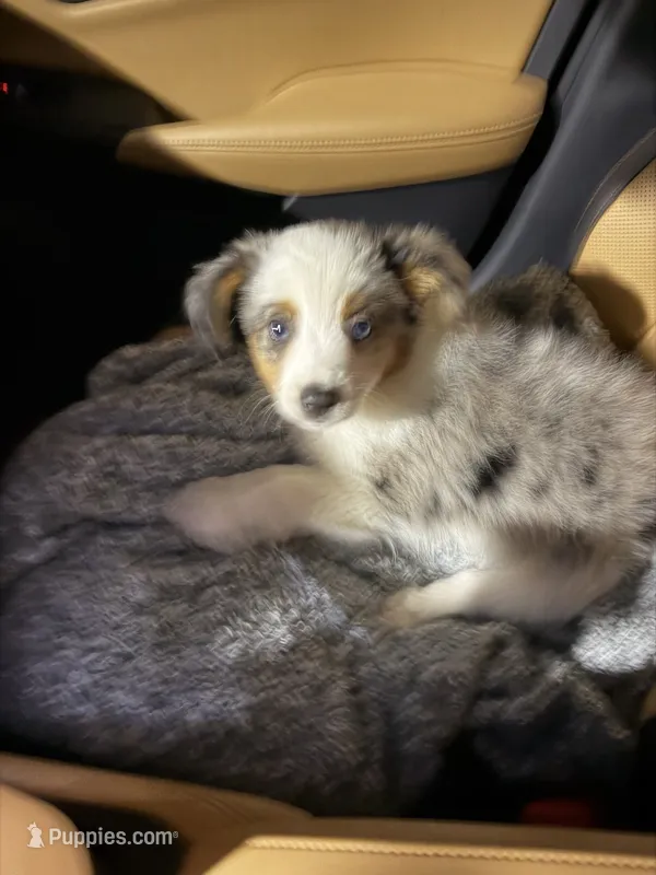 Bear – Miniature Australian Shepherd puppy for sale in Yorkville, IL