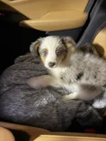 Bear, a male Miniature Australian Shepherd for sale in Yorkville, IL – 1 of 5