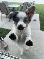 Bear, a male Miniature Australian Shepherd for sale in Yorkville, IL – 2 of 5