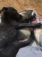 Penny, a female Jack Russell Terrier for sale in Kingman, AZ – Photo 2 of 2