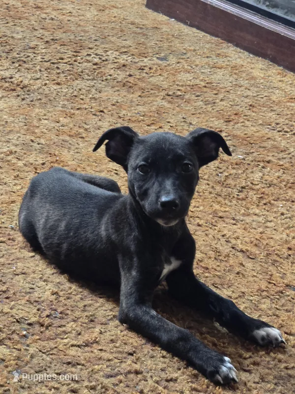 Penny – Jack Russell Terrier puppy on hold in Kingman, AZ