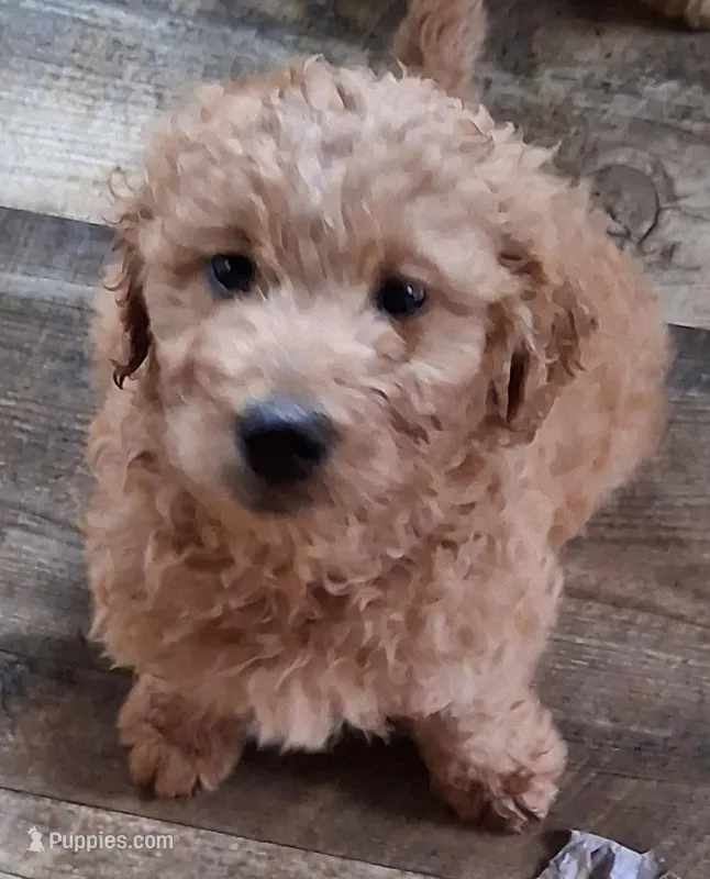 Rosie – Goldendoodle puppy for sale in Elroy, WI