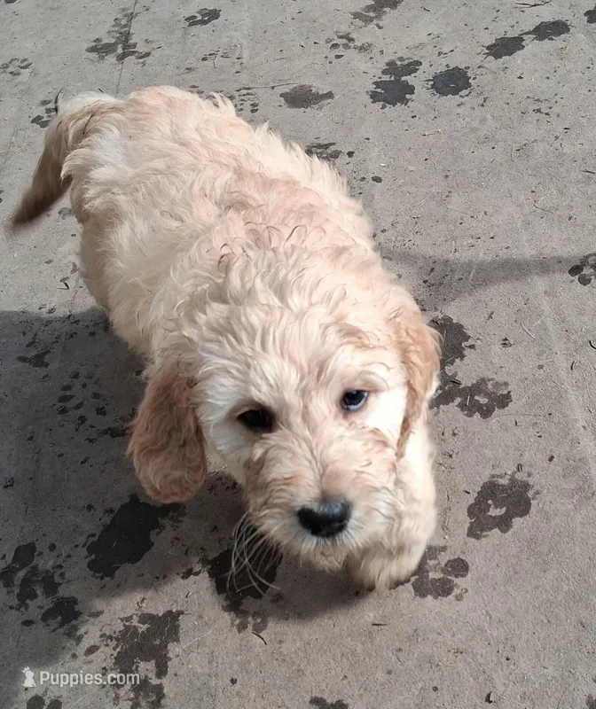 Terre – Goldendoodle puppy for sale in Elroy, WI