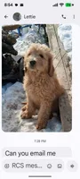 Rambo, a male Goldendoodle for sale in Elroy, WI – Photo 2 of 2