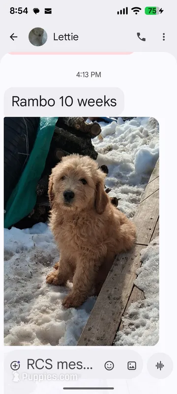 Rambo – Goldendoodle puppy for sale in Elroy, WI