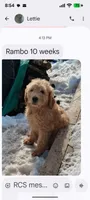 Rambo, a male Goldendoodle for sale in Elroy, WI – Photo 1 of 2