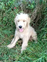 Thomas, a male Goldendoodle for sale in Elroy, WI – Photo 3 of 4