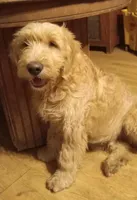 Thomas, a male Goldendoodle for sale in Elroy, WI – Photo 2 of 4