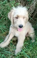 Thomas, a male Goldendoodle for sale in Elroy, WI – Photo 4 of 4