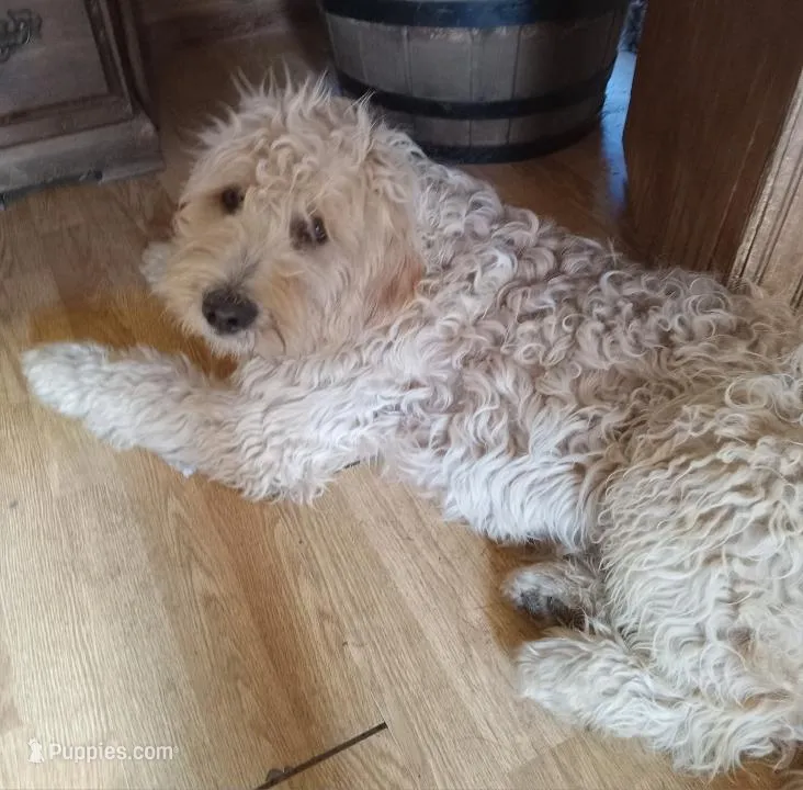 Gizz, a male Goldendoodle for sale in Elroy, WI – Photo 1 of 4