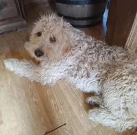 Gizz, a male Goldendoodle for sale in Elroy, WI – Photo 1 of 4