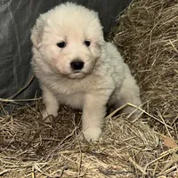 Purple, a female Maremma Sheepdog for sale in West Fork, AR – Photo 2 of 2
