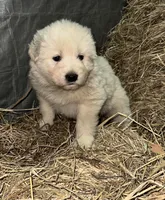 processed/f63126c2-f463-4849-97b5-3a960f4e07f9/listing/0c25818e-58e9-47de-afea-eb036aff79d8/a16d07b7-9a26-4fdd-a2df-2a2fe5dcc943