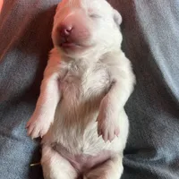 purple, a female Maremma Sheepdog for sale in West Fork, AR – Photo 1 of 2