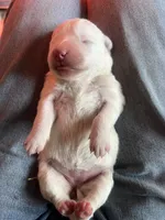 processed/f63126c2-f463-4849-97b5-3a960f4e07f9/listing/1e3c05c0-c5eb-421a-bb7d-3fbcf37a0dc3/009b7669-3627-4bc2-9fc3-aba4c63cd43d