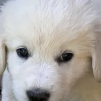 purple, a female Maremma Sheepdog for sale in West Fork, AR – Photo 2 of 2