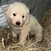 Red, a male Maremma Sheepdog for sale in West Fork, AR – Photo 2 of 2
