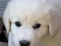 Gold, a male Maremma Sheepdog for sale in West Fork, AR – 4 of 5