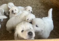 White, a male Maremma Sheepdog for sale in West Fork, AR – 3 of 4