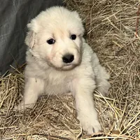 Green, a female Maremma Sheepdog for sale in West Fork, AR – Photo 2 of 2