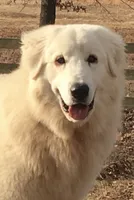 White, a male Maremma Sheepdog for sale in West Fork, AR – 4 of 4