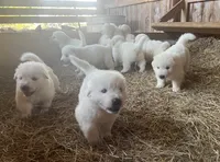 White, a male Maremma Sheepdog for sale in West Fork, AR – 2 of 4