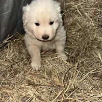 White, a male Maremma Sheepdog for sale in West Fork, AR – Photo 2 of 2
