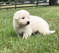 Red, a male Maremma Sheepdog for sale in West Fork, AR – 2 of 3