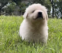 Gold, a male Maremma Sheepdog for sale in West Fork, AR – 5 of 5