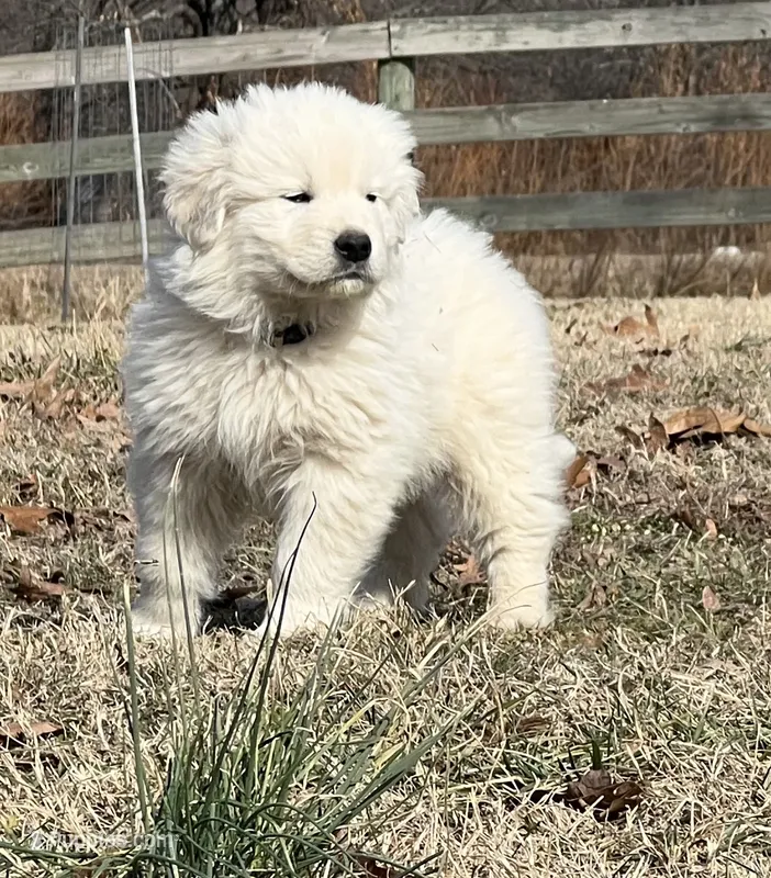 White – Maremma Sheepdog puppy for sale in West Fork, AR