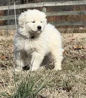 White, a male Maremma Sheepdog for sale in West Fork, AR – 1 of 4
