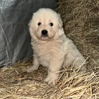 Orange , a female Maremma Sheepdog for sale in West Fork, AR – Photo 2 of 2