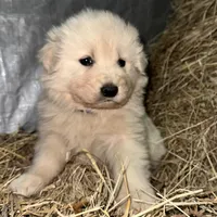 Blue, a male Maremma Sheepdog for sale in West Fork, AR – Photo 2 of 2