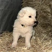 Yellow, a male Maremma Sheepdog for sale in West Fork, AR – Photo 2 of 2